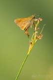 Large Skipper
