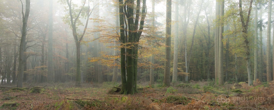 Knightwood Inclosure