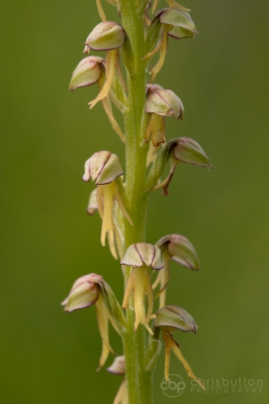 Man Orchid