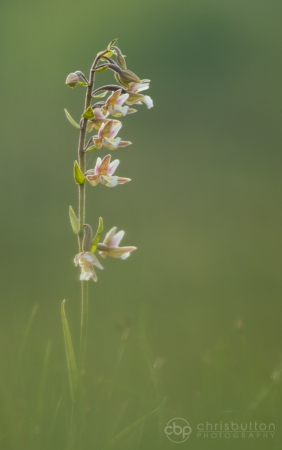 Marsh Helleborine