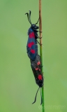 Narrow-bordered 5-spot Burnet Moth