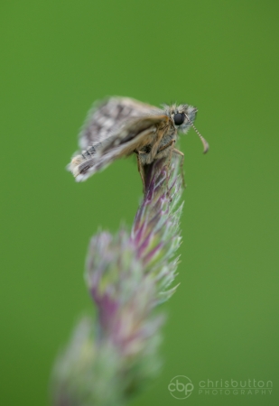 Grizzled Skipper