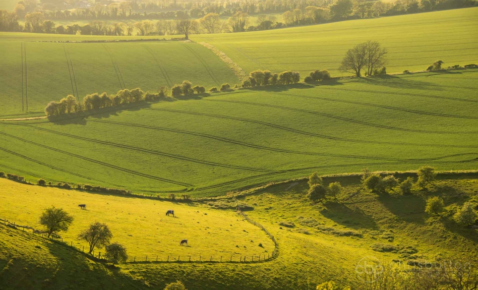 Butser Hill
