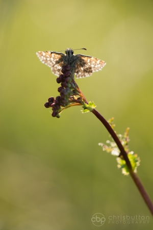 Grizzled Skipper