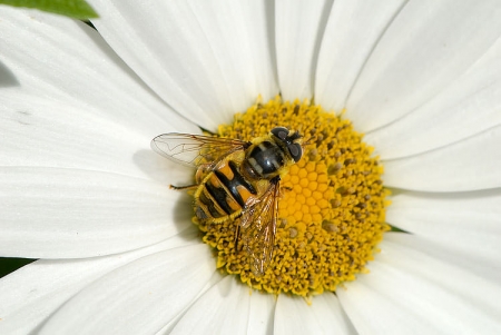 Myathropa florea