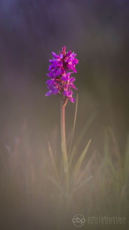 Northern Marsh Orchid