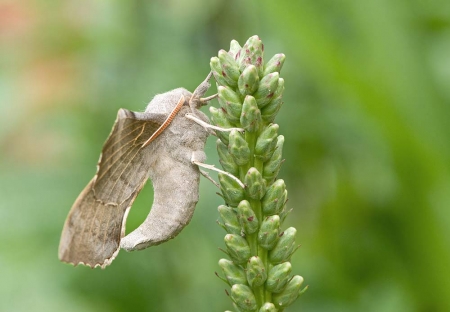 Poplar Hawkmoth
