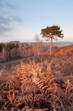 New Forest Contours