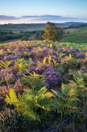 Rockford Common