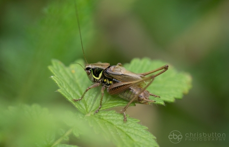 Roesel’s Bush-cricket