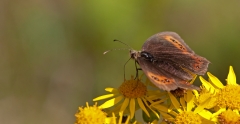 Scotch Argus