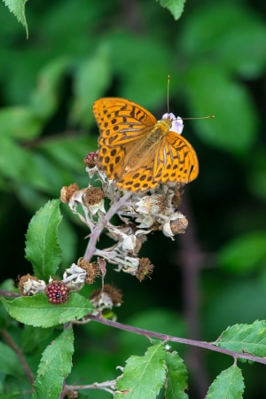 Silver-washed Fritillary