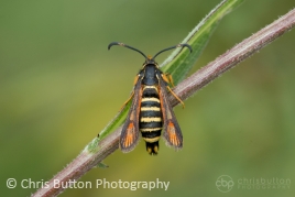 Six-belted Clearwing