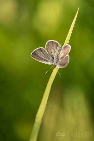 Small Blue