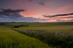 Cheesefoot Head