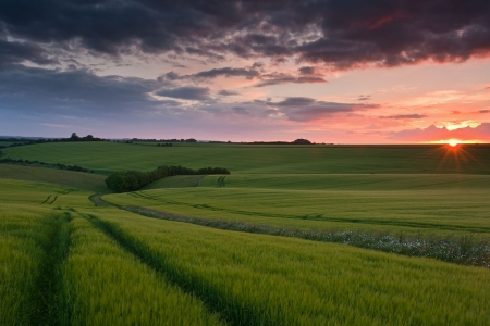Cheesefoot Head