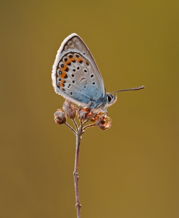 Silver-studded Blue
