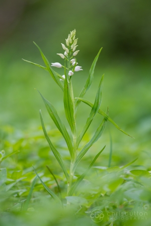 Sword-leaved Helleborine