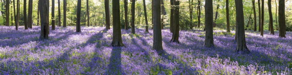 Micheldever Woods