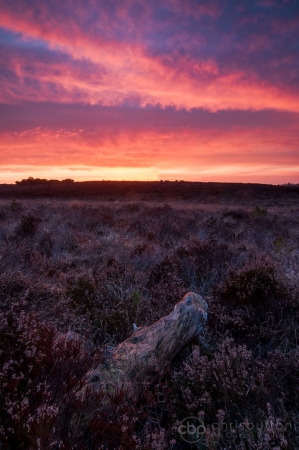 Wilverley Plain