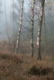 Knightwood Inclosure